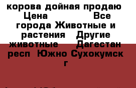 корова дойная продаю › Цена ­ 100 000 - Все города Животные и растения » Другие животные   . Дагестан респ.,Южно-Сухокумск г.